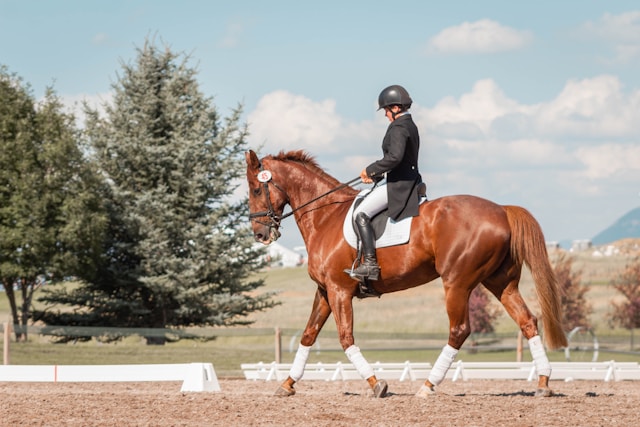 Fostering Equine Health: A Holistic Approach to Horse Wellness